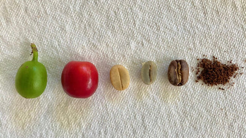 The Life Cycle of a Coffee Bean