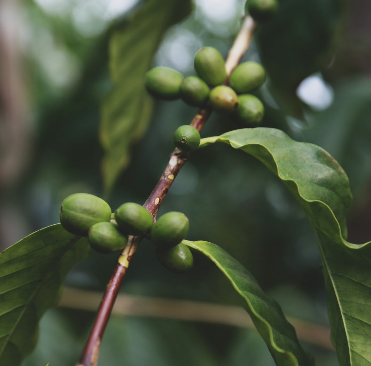 Green coffee beans still on the plant.